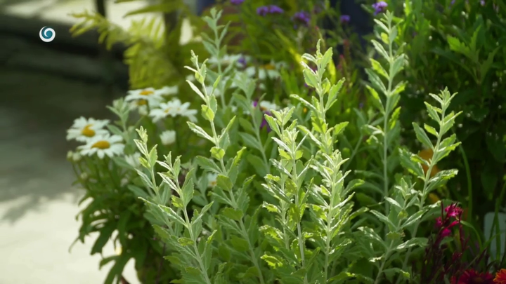 Nova zahrada - rozkvitnuta zahrada